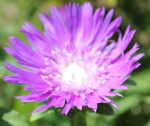 琉璃菊(紫)