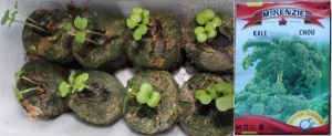 Kale seedlings羽衣甘藍