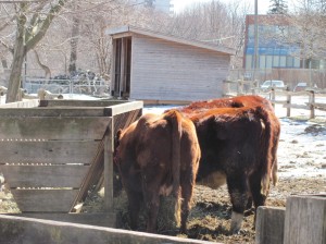 Farm cattles.農場的牛群.