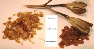 Lilium regale seed pods and seeds. 岷江百合的種莢與種子.