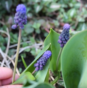 Grape Hyacinth (Muscari 'Latifolium') 葡萄風信子