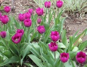  Single purple tulips (Tulipa) 紫色單瓣鬱金香