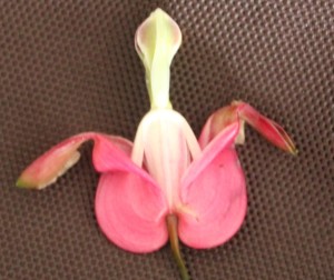 Up-side-down bleeding heart flower resemblance of 'Lady in bath' 荷包牡丹的花倒過來看--像不像美女出浴/如浴?