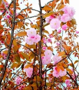 Japanese Flowering Cherry 'Kwanzan'  (Prunus serrulata 'Kwanzan')重瓣日本櫻 '關山'