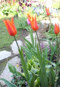 May Tulips (Tulipa) 五月的鬱金香--Tulipa 'Ballerina' is very fragrant! '芭蕾舞者'鬱金香有怡人強香!