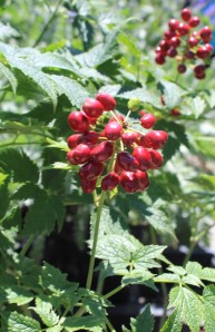 Red baneberry (Actaea rubra) 類葉升麻