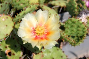 Eastern Prickly Pear Cactus (Opuntia compressa syn. O. humifusa ) 仙人掌