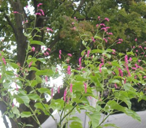Kiss-me-over-the-garden-gate (Persicaria orientale) 紅蓼
