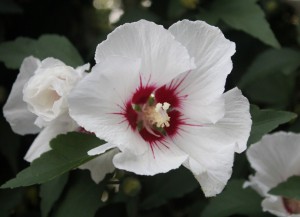 Rose of Sharon (Hibiscus syriacus)木槿