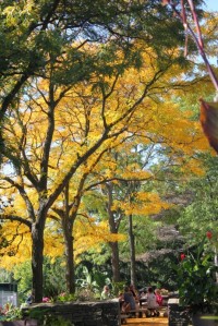 Fall colour in TBG. 多倫多市立植物園的秋色