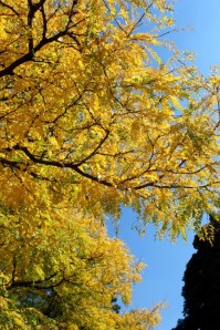 Locust tree is turning golden yellow. 槐樹葉色轉為金黃.