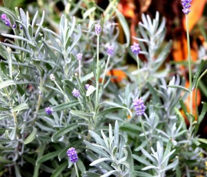 English lavender. 英國薰衣草.