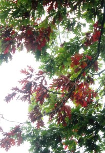  Burr oak is turning red.