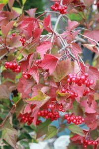 American highbush Viburnum 果葉皆紅的莢蒾屬