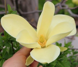 Large yellow Magnolia flower. 黃木蘭花朵蠻大的.
