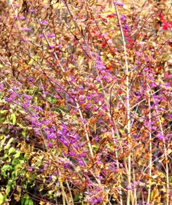 Beautyberry (Callicarpa americana) in fall. 秋末的北美紫珠 
