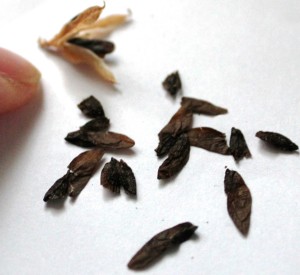 Fragrant Plantainlily seeds and ripe opened seed pod.(Hosta plantaginea)香玉簪種子及成熟開裂的種莢