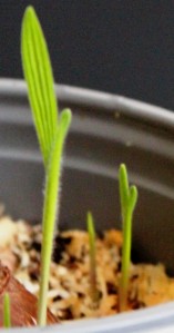 Baboon iris bulb are growing! (Babiana stricta) 狒狒花f的球根長葉了.