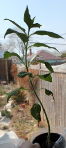 Jerusalem artichoke (Helianthus tuberosus) 菊芋