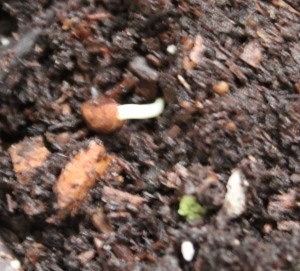 Spanish Flag/Exotic Love Vine seed germination.(Ipomoea lobata)金魚花種子發芽.