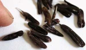 Woad  or Glastum  (Isatis tinctoria L.）seeds. 歐洲菘藍 (新彊生眉草/烏斯瑪草或奧斯曼草) 種子.