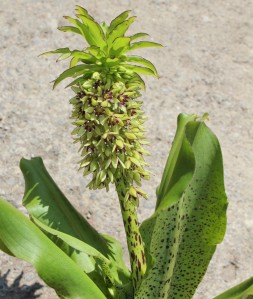 Pineapple Lily (Eucomis bicolor) 鳳梨百合/彩鳳蘭