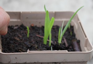 False Freesia (Anomatheca laxa subsp. azurea) seedlings. 紫色拉培疏鳶尾實生苗.
