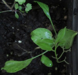 Cup and Saucer Vine (Cobaea scandens) seedling start to climb. 電燈花小苗開始長出可攀爬的末端.