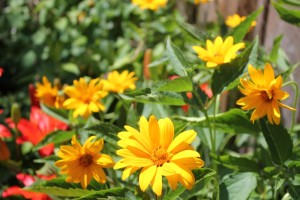 False Sunflower (Heliopsis helianthoides)姬向日葵