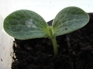 Delicata Squash seedling.(Cucurbita pepo 'Delicata') 長型小南瓜的小苗.