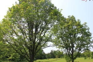 Caucasian oak/Persian oaks in Ontario. (Quercus macranthera) 安大略省的兩株波斯橡