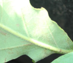 Caucasian oak/Persian oak leaf underside is cover with fine silvery white fur.  (Quercus macranthera) 波斯橡葉背覆滿銀白色細毛.