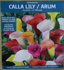 Calla Lilies (Zantedeschia aethiopica) bulbs. 海芋球根包.