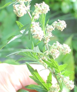 Asiatic Wormwood/Mugwort (Artemisia argyi) flowers close up image. 艾草花的近距照.