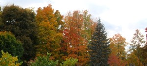 2015 Fall Color in Toronto Ontario 2015 安大略省多倫多市秋色