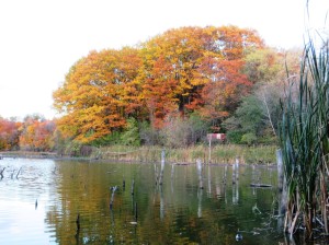 More Toronto Fall Color. 多倫多秋色續