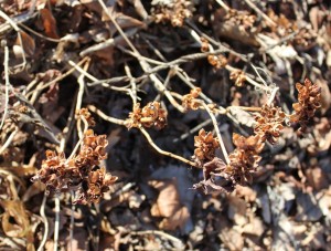 Turtlehead (Chelone oblique) dried seed pods in late fall/early winter. 龜頭花秋末冬初的乾燥種莢.