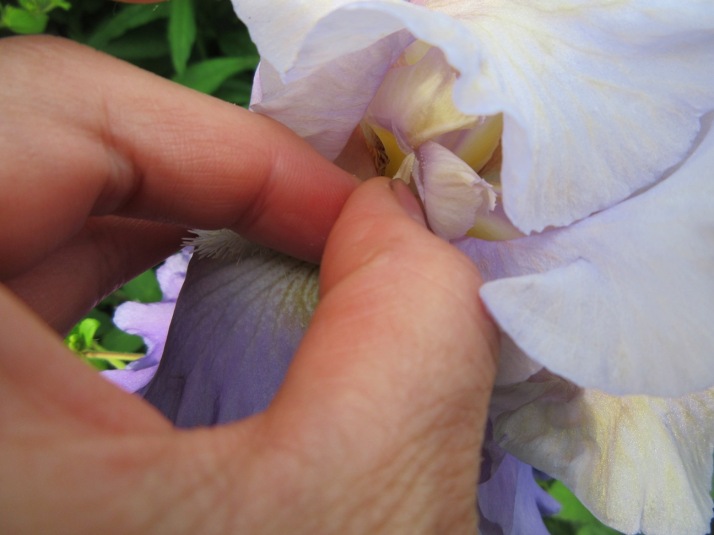 2017-06-10 Pollinate Iris (3) - Copy