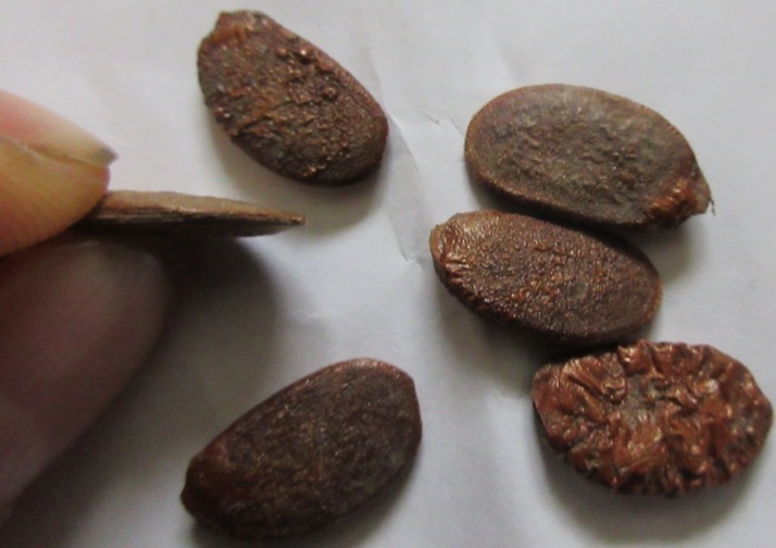 2017-07-19 American Persimmon Seeds (2) - Copy
