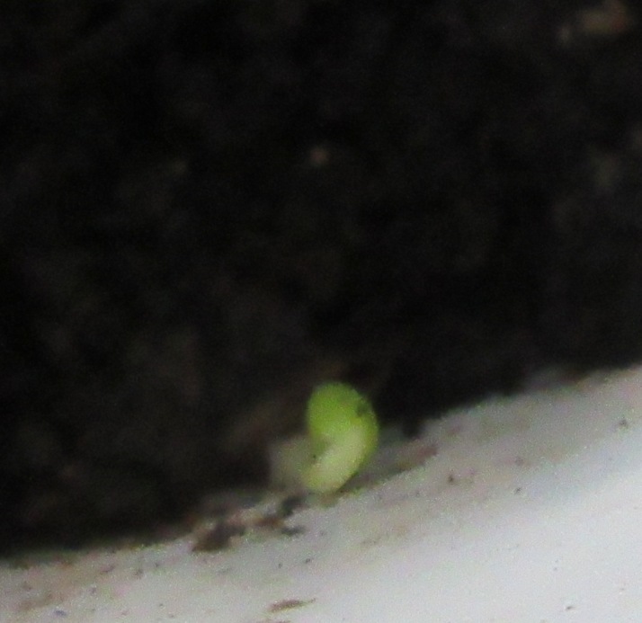 2018-01-15 Vine-leaved Pelargonium