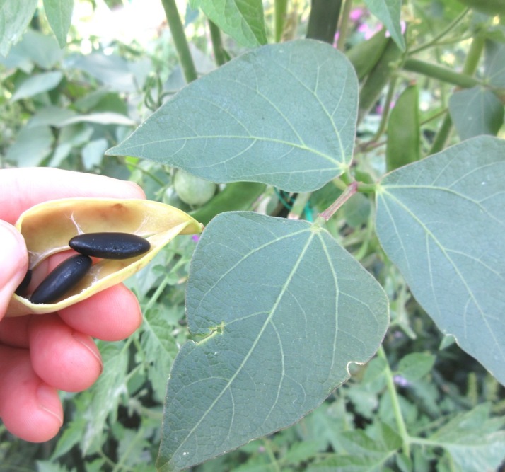 2018-09-05 Black Lima Beans or Butter Beans (Phaseolus lunatus 'Guatemalan Black')黑色皇帝豆 (1) - Copy