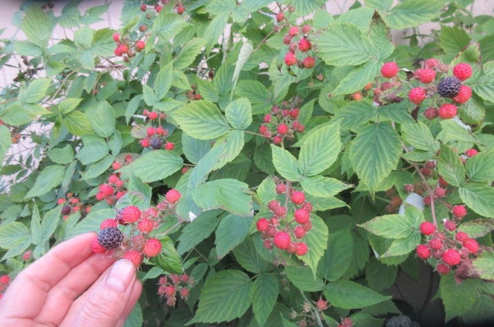 2019-07-09black raspberry(1)Copy