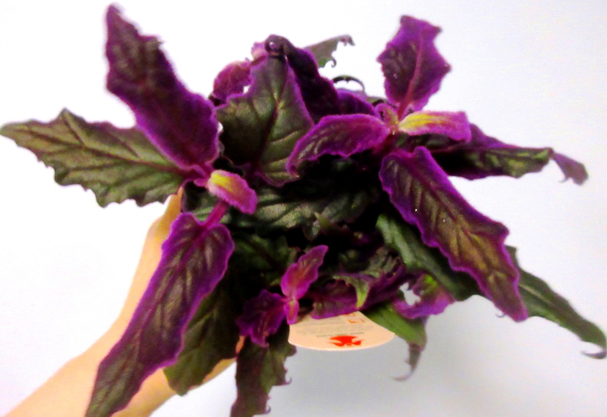 2019-12-14 Purple Passion Plant (Gynura aurantiaca ‘Purple Passion’)紫絨三七or紫鵝絨三七 (3) - Copy
