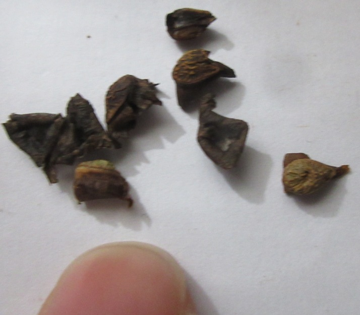 Khasya Trichodesma (Trichodesma khasianum or Trichodesma calycosum) 假(甲)酸漿or碧果草 (1)